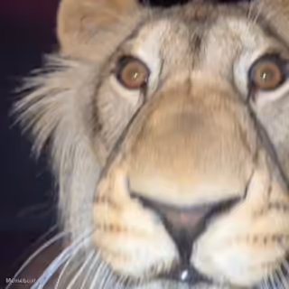 The Lion Close Up Image