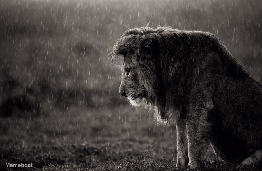 The Sad Lion - meme generator image preview