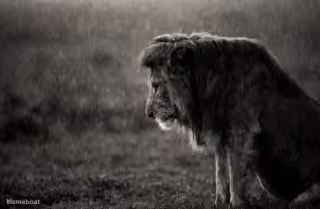 The Sad Lion