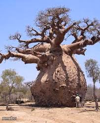 Thicc tree - meme generator image preview