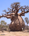 Thicc tree