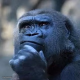 Thinking ape