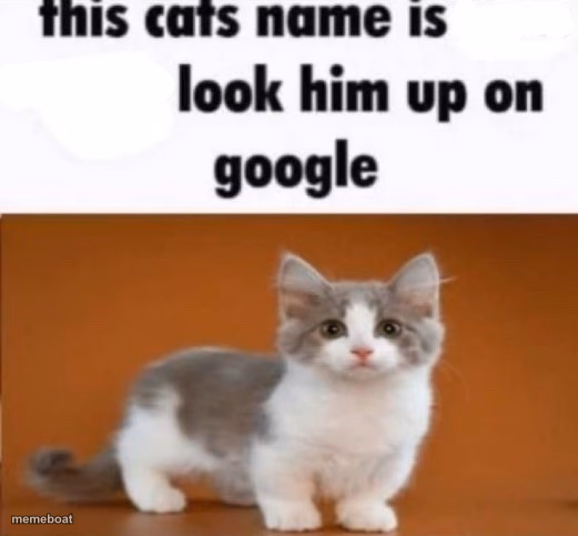 this cats name is x look him up on google - meme generator image preview
