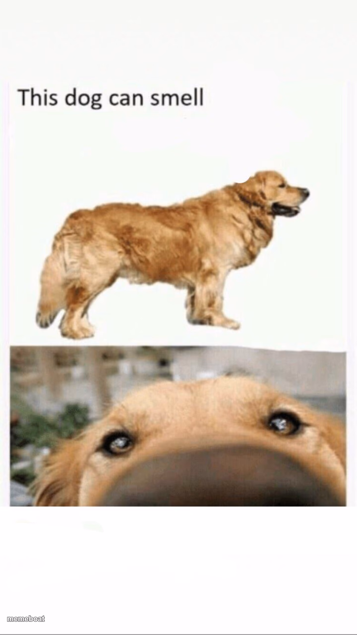 this dog can smell - meme generator image preview