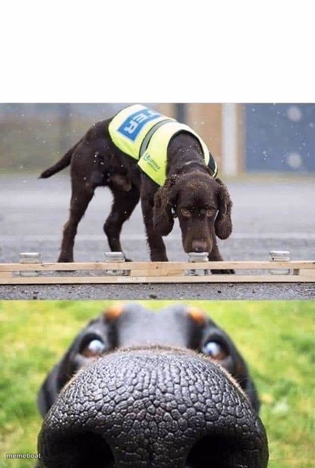 This dog is trained to sniff out X - meme generator image preview