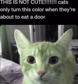 This is NOT cute