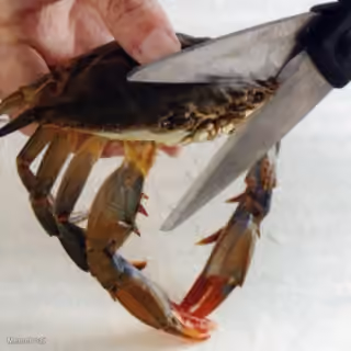 This Kills the Crab