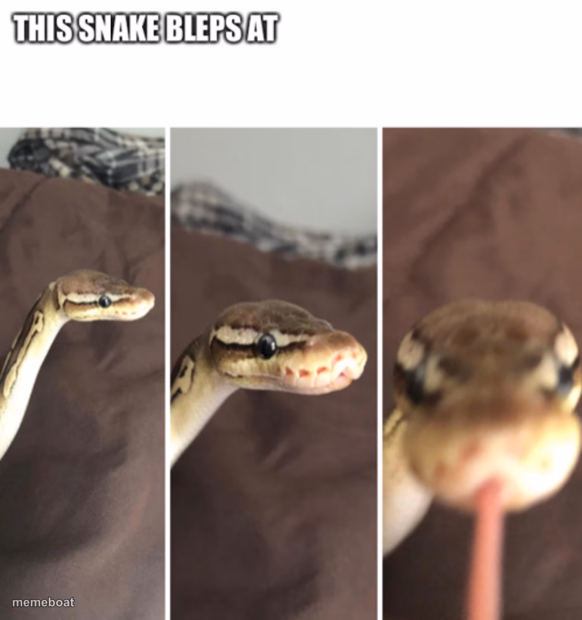 This snake bleps at - meme generator image preview