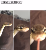 This snake bleps at