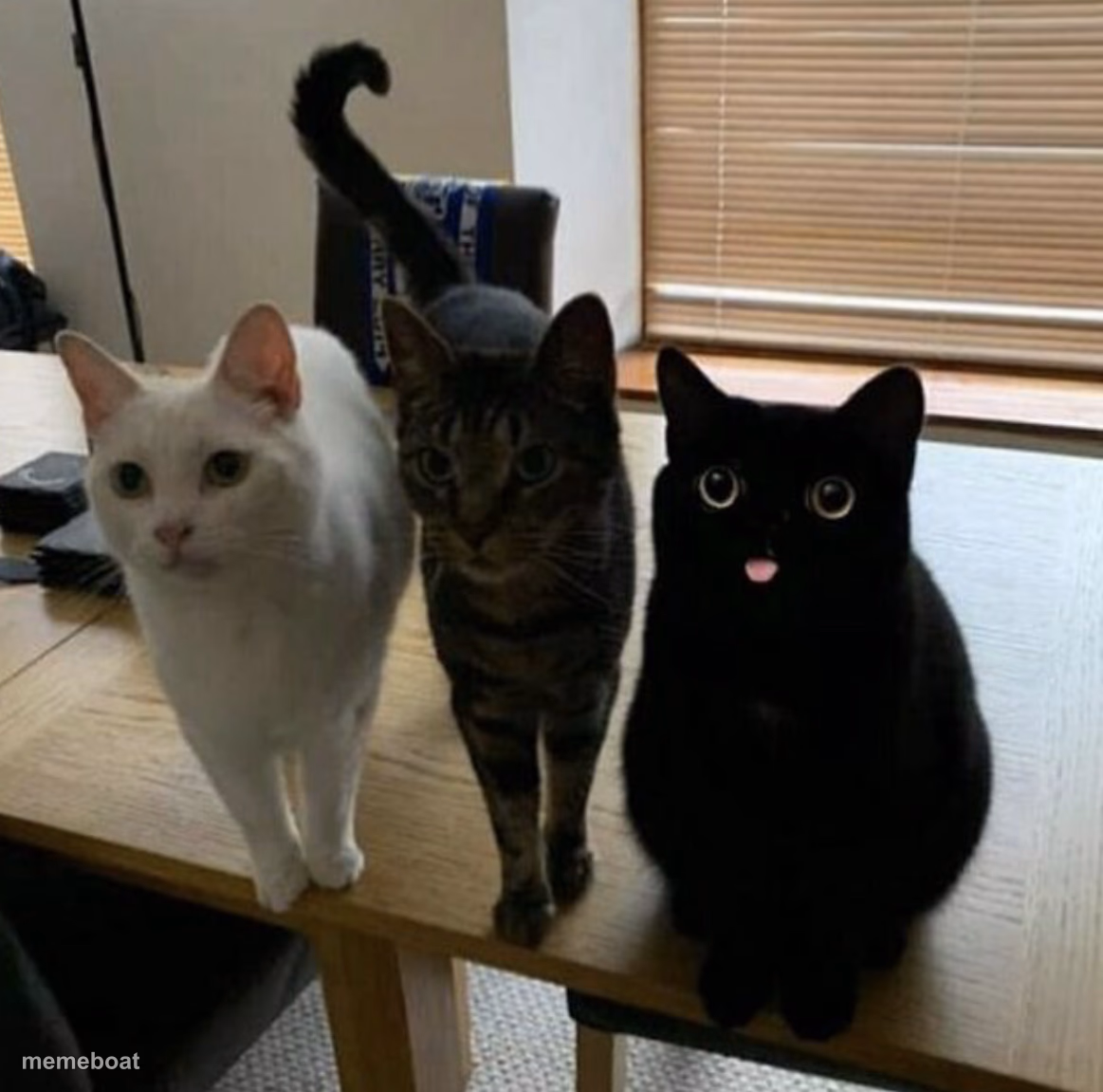 three cats - meme generator image preview