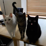 three cats