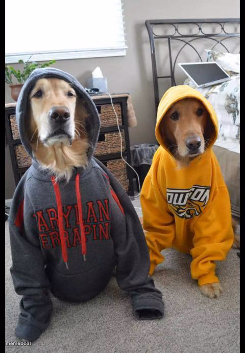 thug Dogs - meme generator image preview