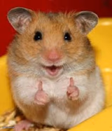 Thumbs up hamster