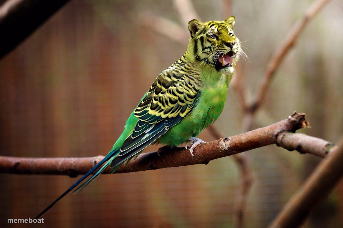 Tiger Bird - meme generator image preview