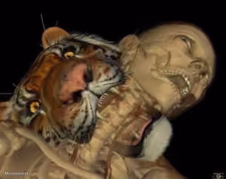 Tiger Biting Human Skeleton Neck