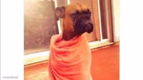 tired boxer dog