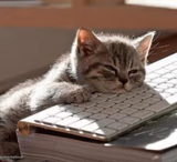 tired cat