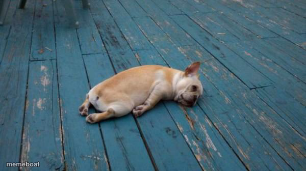 tired dog - meme generator image preview