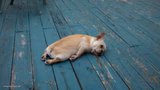 tired dog