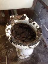 toilet