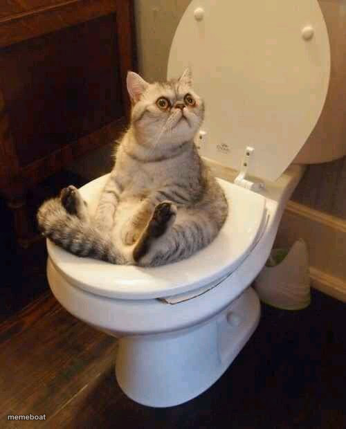 Toilet cat - meme generator image preview