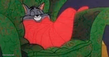 tom the cat sleeping