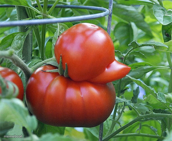 Tomato Duck - meme generator image preview