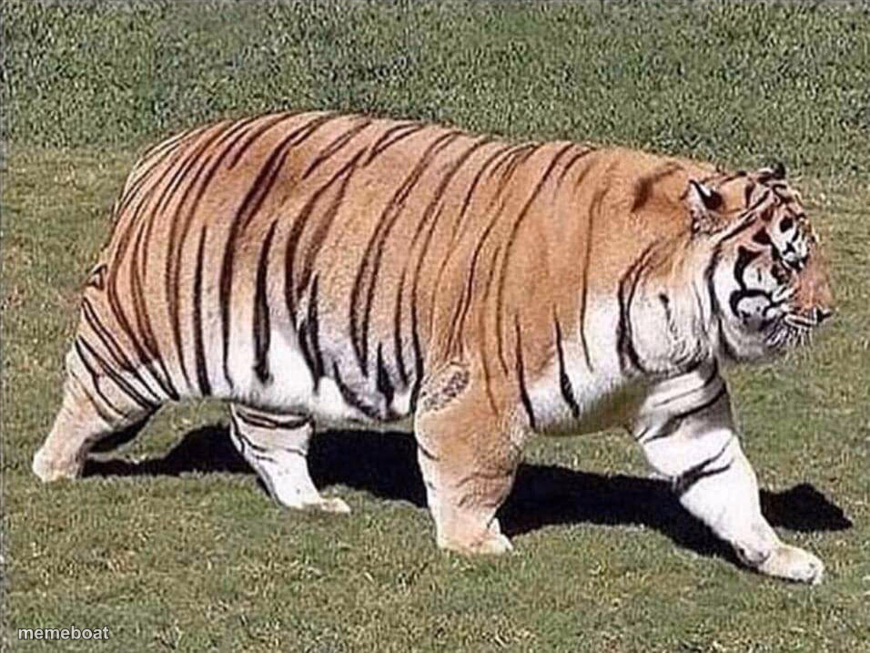 Tony the Diabetic Tiger - meme generator image preview