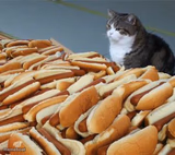 Too many hot dogs