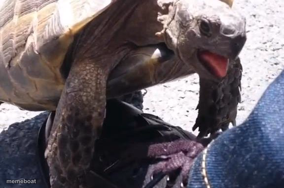 Tortoise Frisky - meme generator image preview