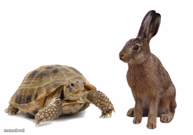 tortoise hare - meme generator image preview