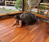 Tortuela