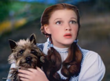 Toto Wizard of Oz