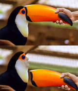 Toucan Beak