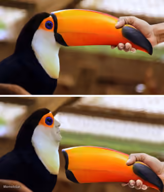 Toucan Beak