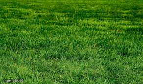 touching grass - meme generator image preview