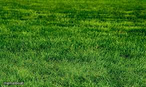 touching grass
