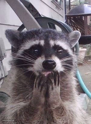 Trash Panda (raccoon) - meme generator image preview