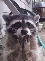 Trash Panda (raccoon)