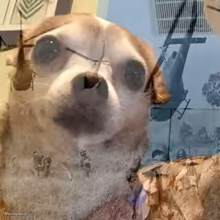 Traumatized Dog Vietnam