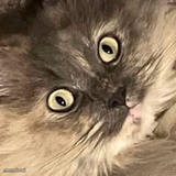 Treat-Puss