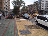 Tree falls over car