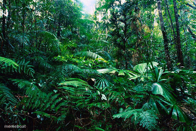 tropical_ rainforest - meme generator image preview