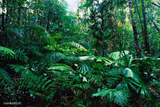 tropical_ rainforest
