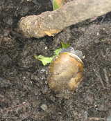 Turbo the snail