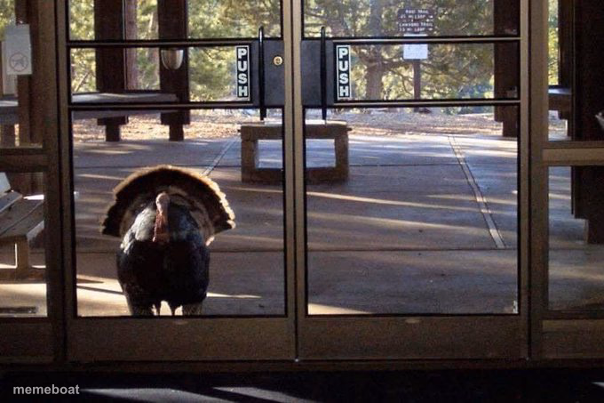 turkey revenge - meme generator image preview