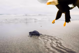 Turtle Bird