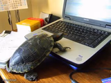 Turtle Computer