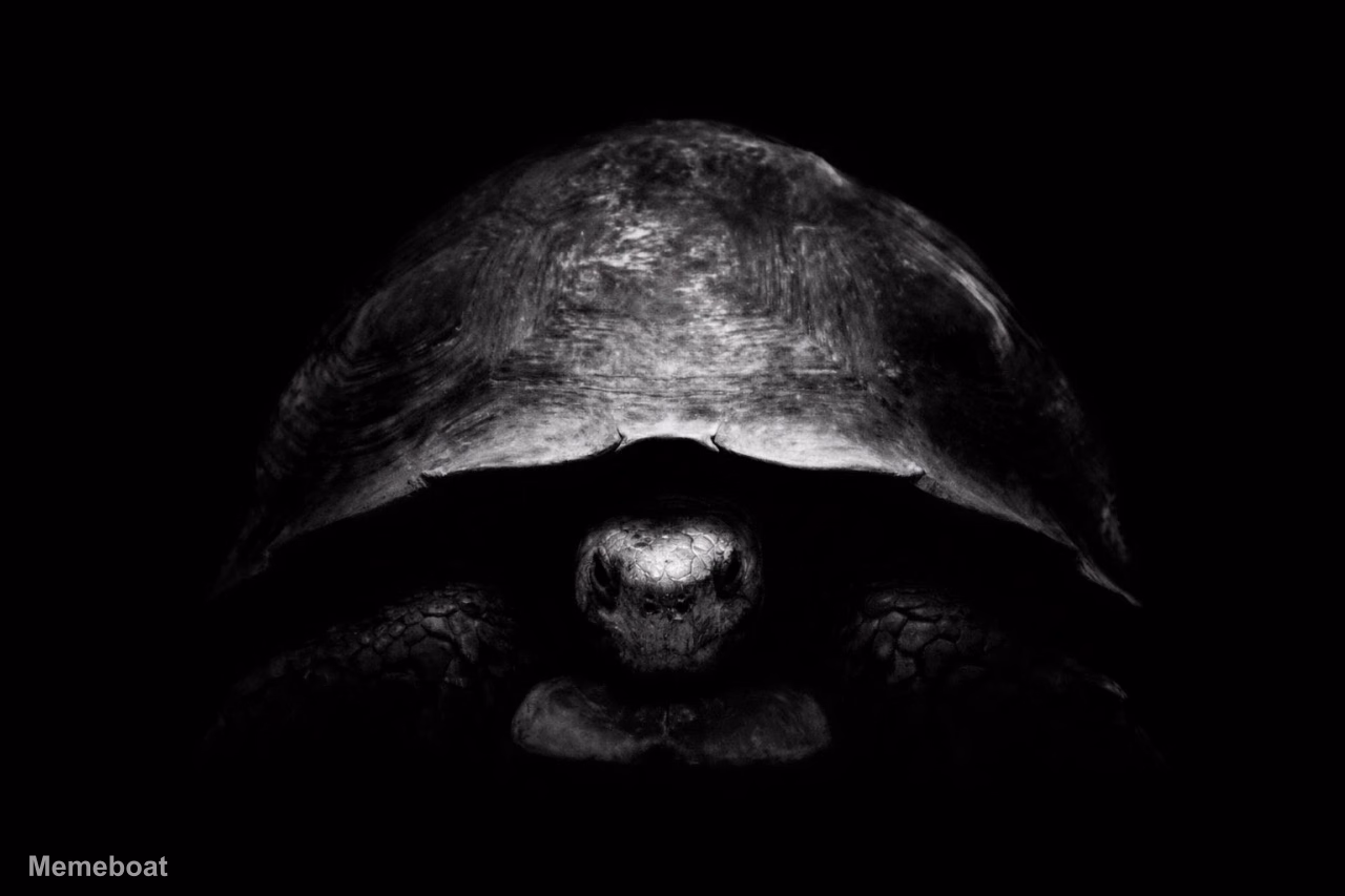 Turtle Emerging From Darkness - meme generator image preview