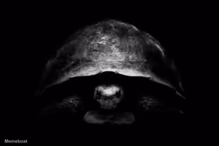 Turtle Emerging From Darkness
